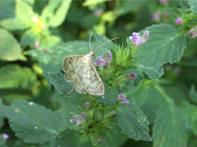 Nesselzünsler ( Pleuroptya ruralis ) : Am Niederrhein, Biotop, 10.08.2004